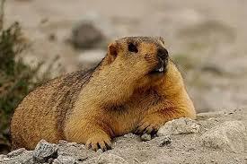 人在华娱飘，怎么成男神了？